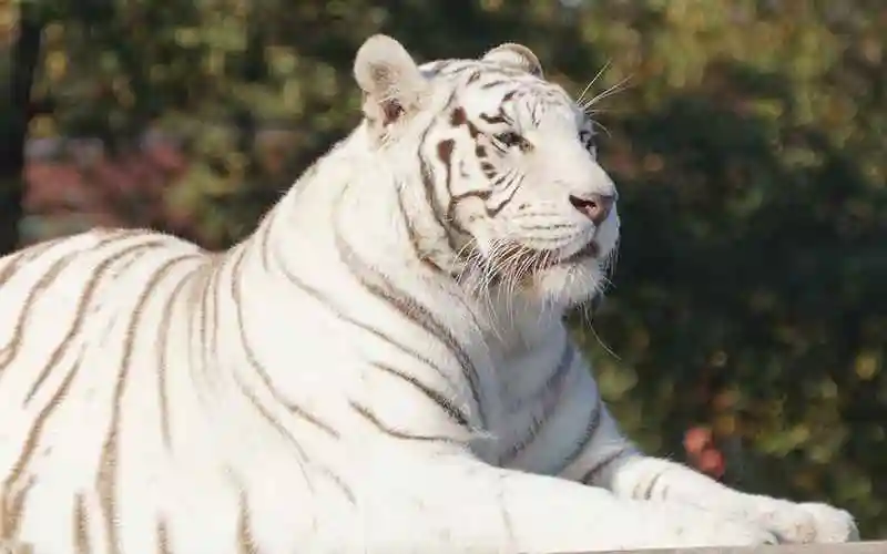 霸气威风的白色老虎高清电脑壁纸图片