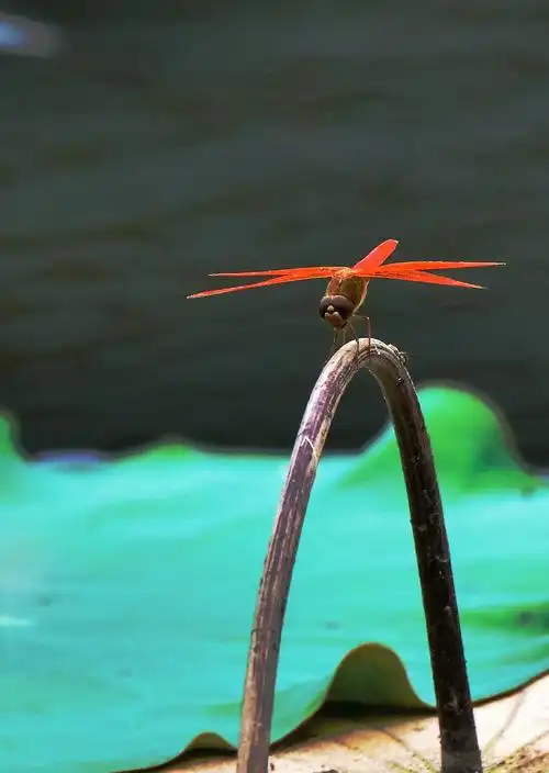 西湖荷花茎上一只红蜻蜓歇息.