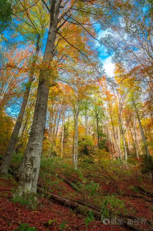 森林中生动的秋天色彩. 大自然的风景,阳光透过树枝.