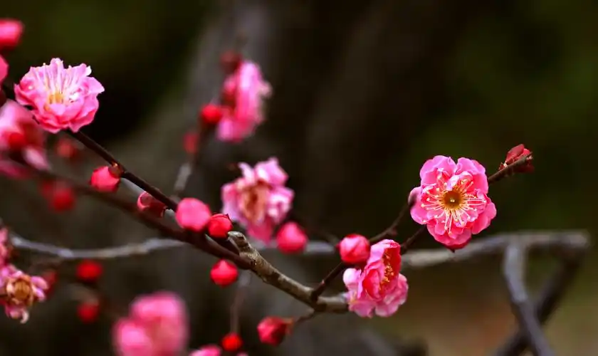 【高清图】梅花朵朵开-中关村在线摄影论坛