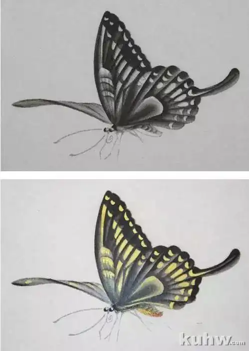 蝴蝶工笔技法步骤-酷画网