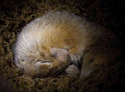 啊下雪了淘气的小松鼠皮皮推开门高兴的喊道根据上面的开头发挥想象接