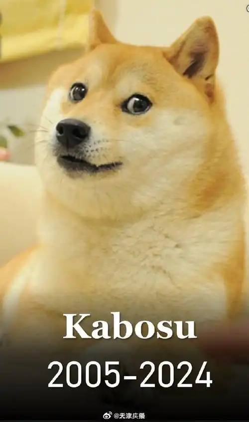 知名狗头表情包原型柴犬去世##doge原型去世##表情包doge的原型柴犬