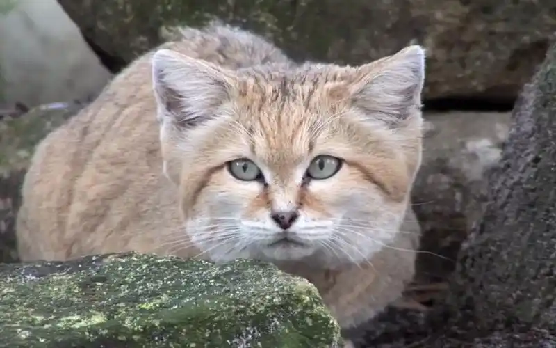 【沙丘猫】沙丘猫在动物园中的样子!这大脸太可爱了吧!
