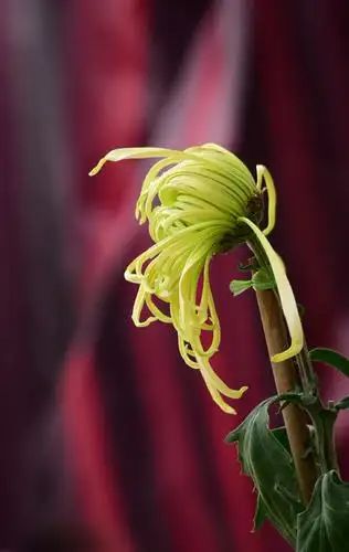 《秋菊》 2019年秋月