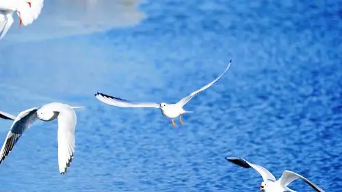 【飞翔的海鸥摄影图片】生态摄影_太平洋电脑网摄影部落