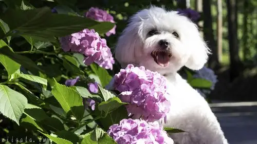 「新潟旅行」-佐渡 紫阳花名所 莲华峰寺 7000棵紫