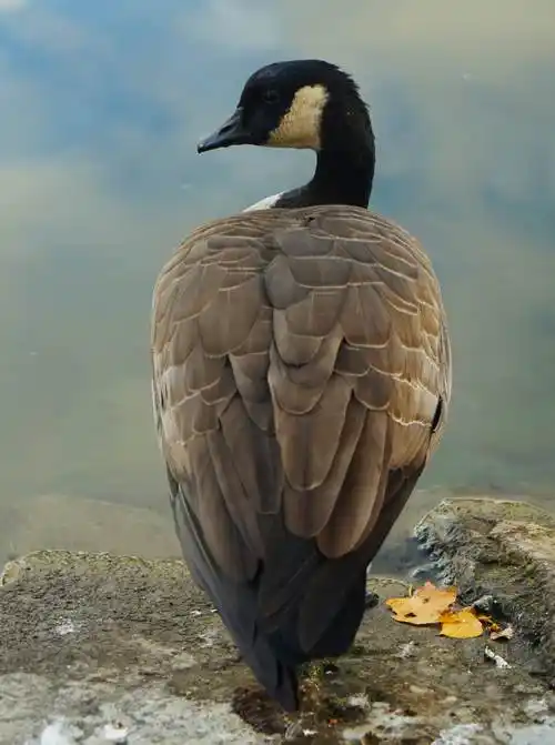 加拿大黑雁体型较大,翼展可达1米.