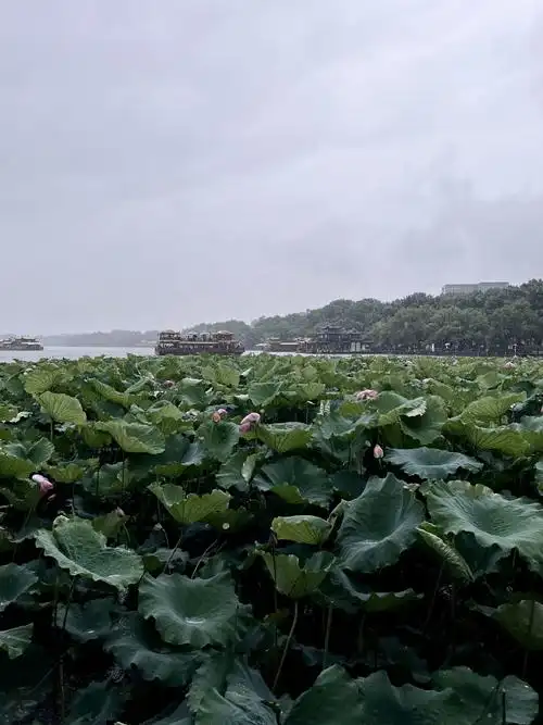 还想去杭州 03  #杭州西湖#杭州·杭州西湖风景名胜区-湖滨一公园