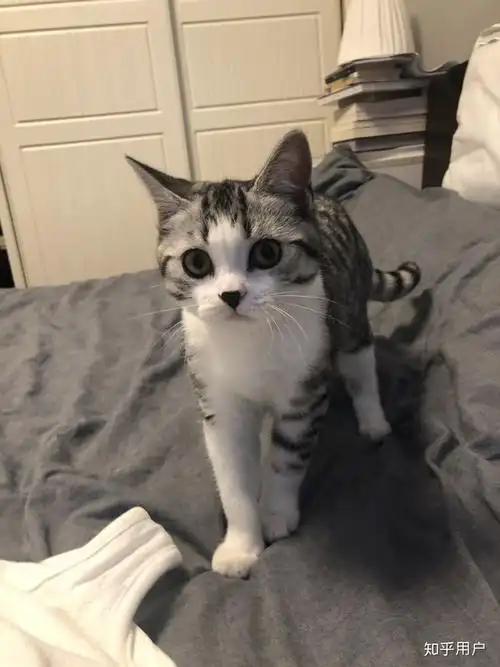 英短和美短串出来的猫大概能卖多少钱?