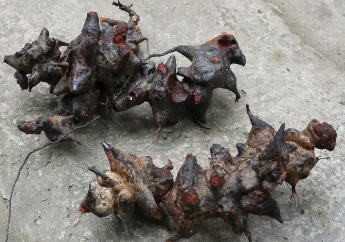 菝葜的功效与作用及禁忌_副作用_用法用量-根茎类药材-西南土特产