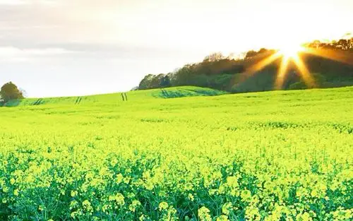 春季唯美油菜花风景图片桌面壁纸