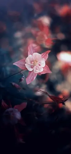 各类鲜花唯美摄影高清手机壁纸