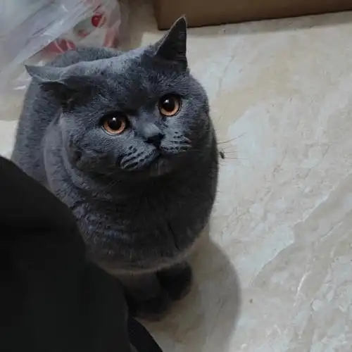 小时候尖嘴猴腮,长大肥了结果好看了很多#英短蓝猫