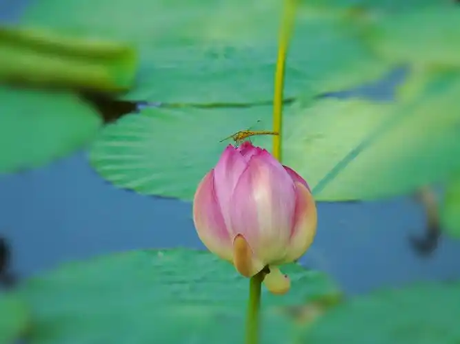蜻蜓恋上荷花荷花遇上青蛙,池塘里的和谐乐章