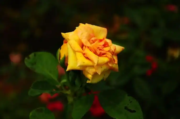 小景随拍!白色,红色的花朵为何没有粉色,黄色的花拍出有层次感呢?