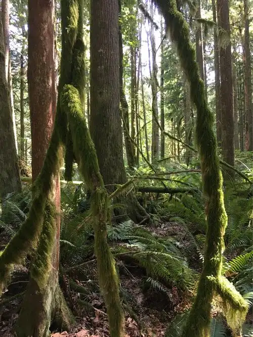 选择了离温哥华市区一个多小时路程的森林公园.