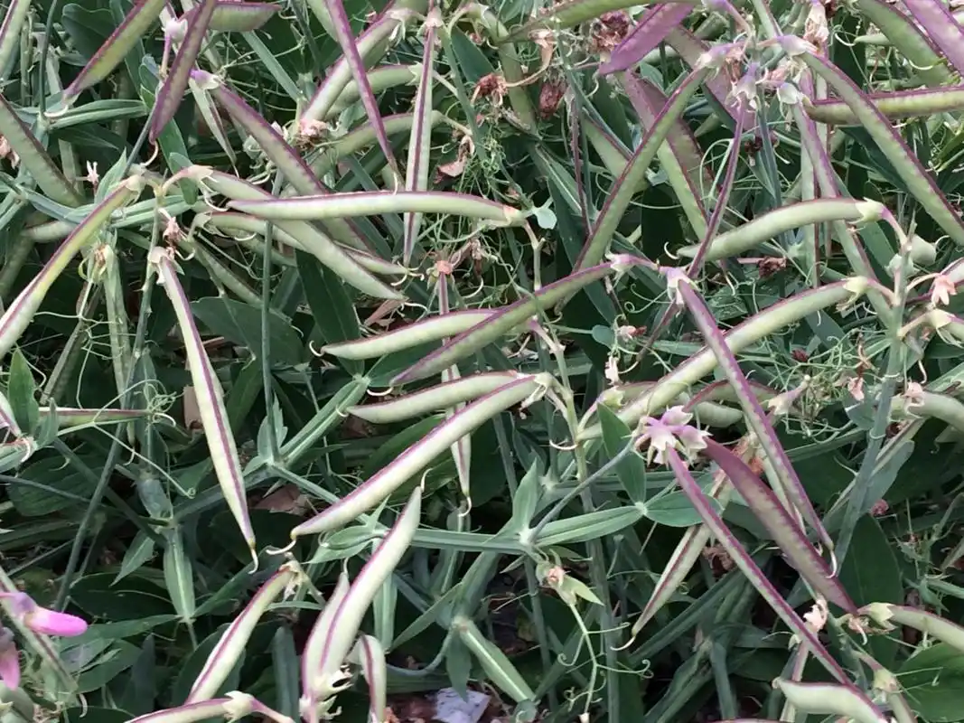 农村菜园常见的野豌豆,老人称为壮肾草,有4大妙用,你认识吗?