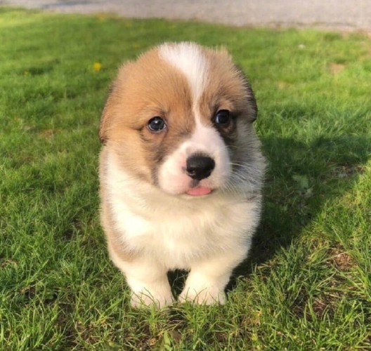 当小奶狗吐舌头做鬼脸,双重可爱暴击,铲屎官:恶意卖萌!抓起来