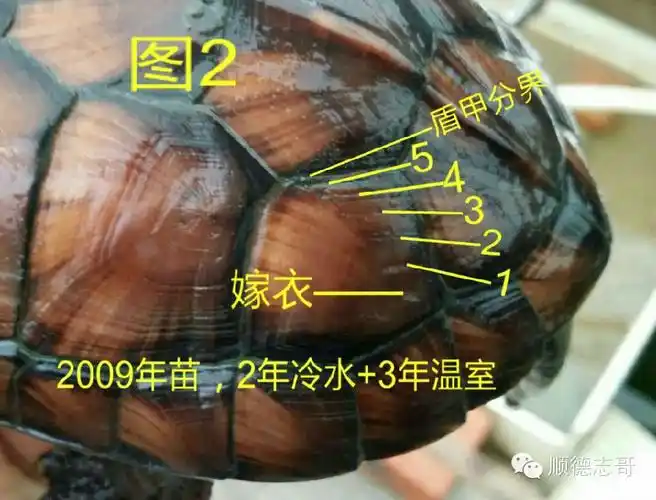 教你如何分辨龟的年龄