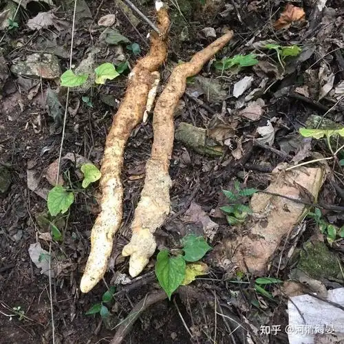野生山药你了解多少给你科普与众不同的宝贝