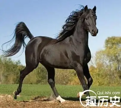 日前,在世界汗血马协会特别大会暨中国马文化节活动中,我国接受了土