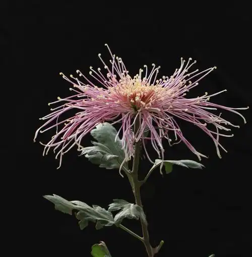 唯美秋菊 - 美篇