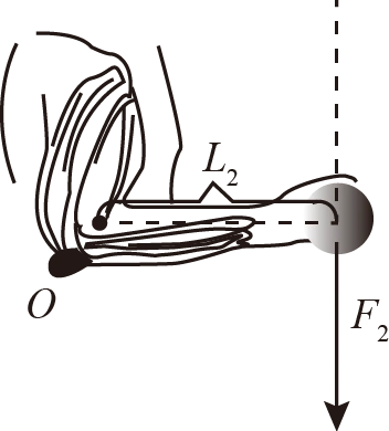 杠杆,图中o为支点,当肱二头肌将重力为40n的铅球托起时,画出人的手臂