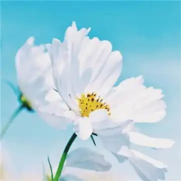 微信最吉利的好看头像能带来好运的微信头像图片,风景头像图片-回车