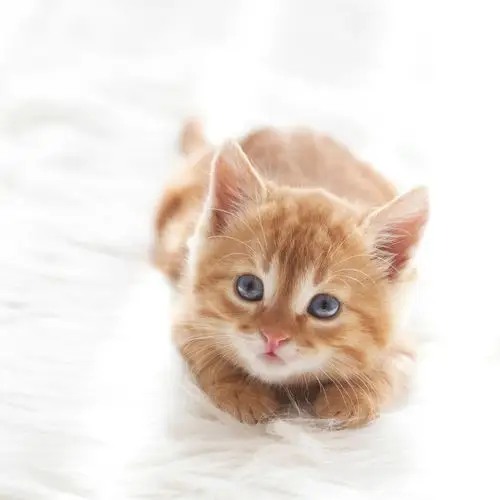 一只可爱的黄色小猫