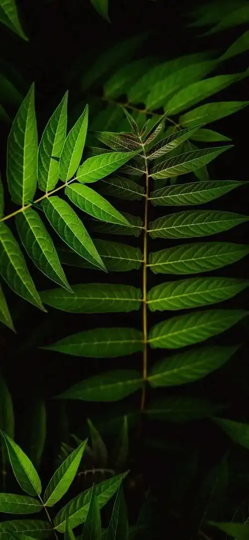 抖音最火锁屏壁纸图片(抖音热门高清全面屏手机壁纸精选) - 赤虎壹号