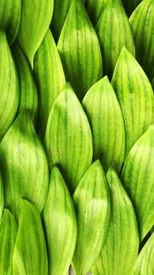 绿色护眼高清手机壁纸,开机即自然,专属你的护眼模式