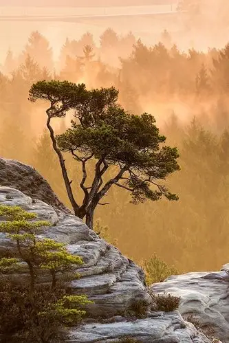 壁纸 早晨自然风景,树,雾,石头,太阳光芒 1920x1200 hd 高清壁纸