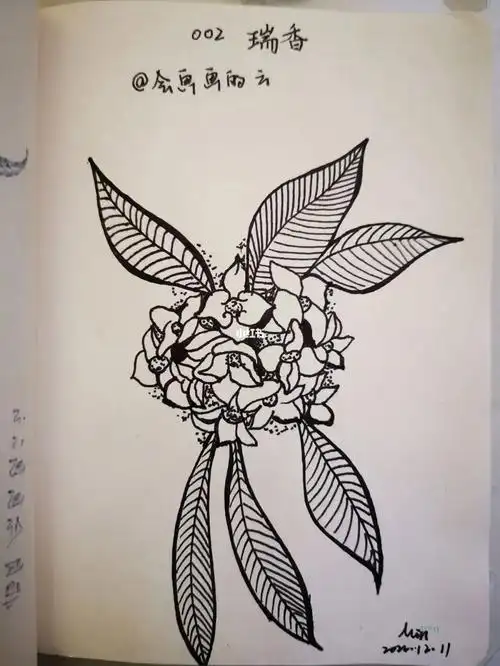 零基础临摹002瑞香