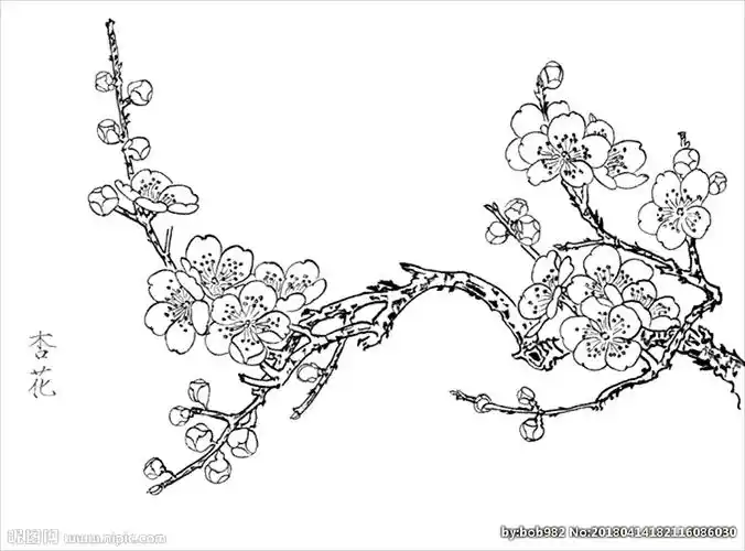 杏花线描杏花白描杏花素描图片