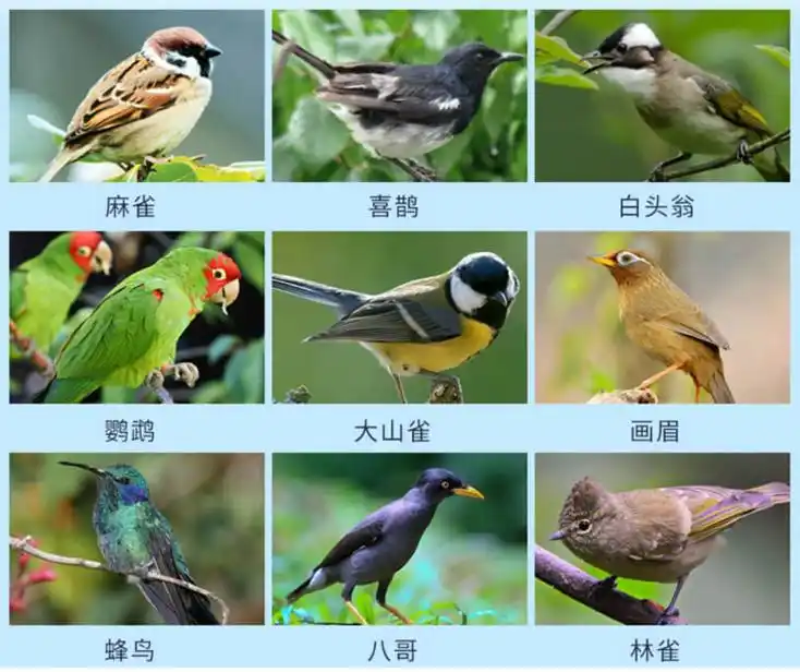 最管用的驱鸟方法,水木开元智能多功能驱鸟器