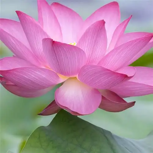 唯美花的头像 风景 清新 淡雅 花朝花暮_风景头像_头像屋