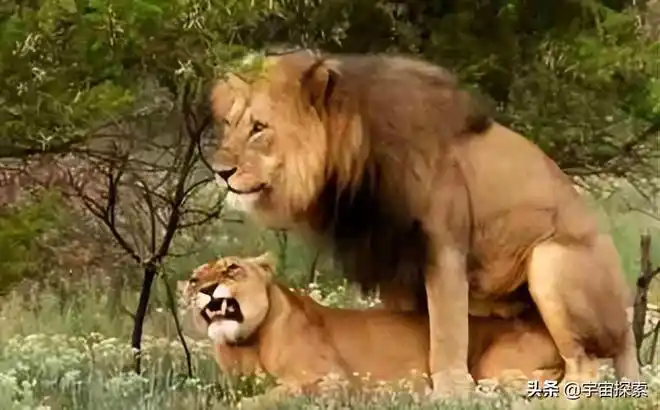 自然界啪啪时长大排名最短不到一秒人类能排第几