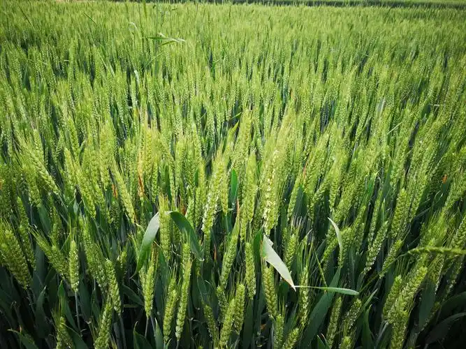 五月,麦田里的守望者 - 美篇