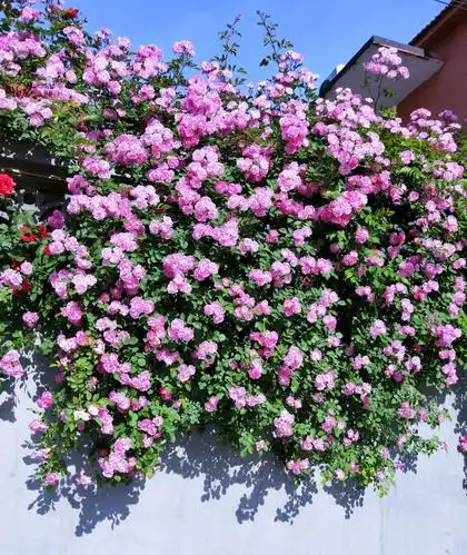 美丽蔷薇花 - 美篇