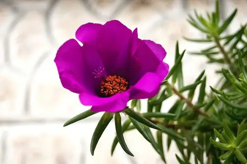 【无性太阳花今年又开花了摄影图片】居家阳台上生态摄影_太平洋电脑