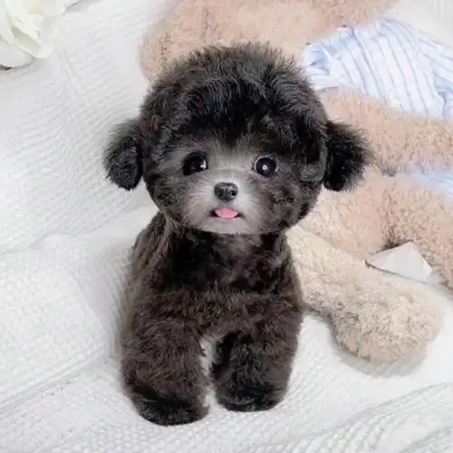 泰迪茶杯狗灰色宠物狗幼犬活体真狗飞耳小型可爱宠物训练