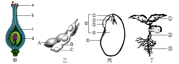 蚕豆中的蛋白质含量丰富下图为雌蕊果实蚕豆种子和植株的结构示意图据