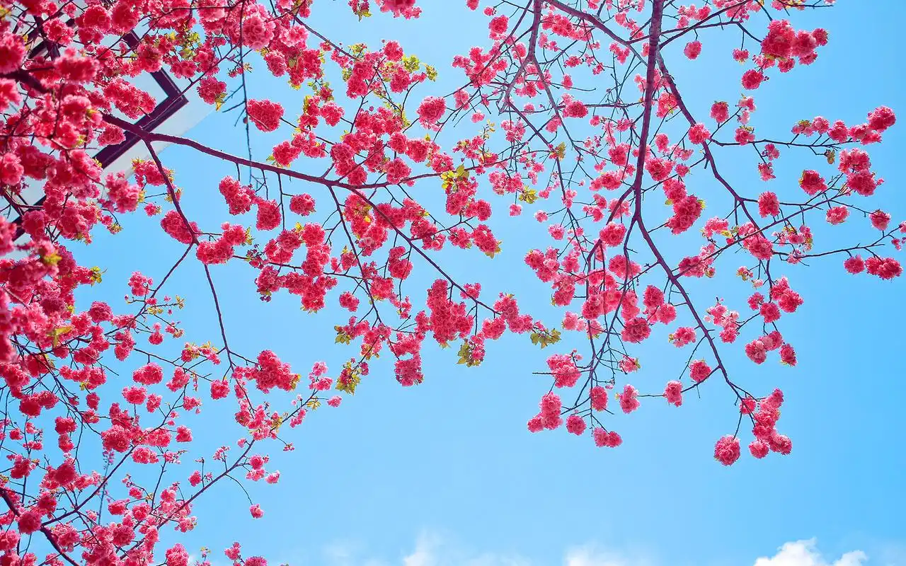 唯美花海春天的美景风景图电脑高清壁纸