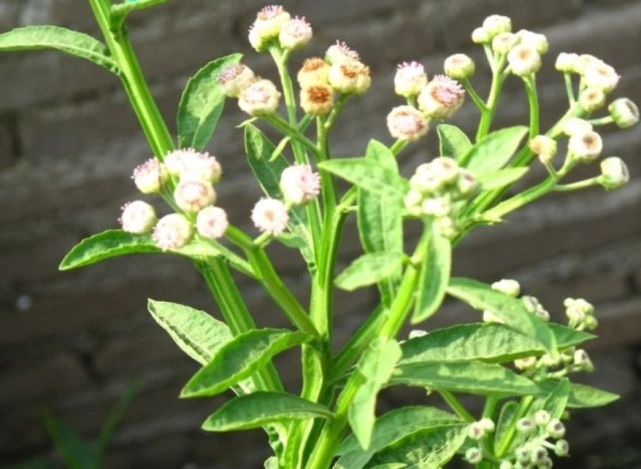 农村随处可见的草药,人称"百草王",可惜药用价值高无人知道