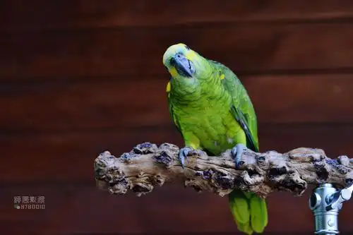 会说话的鹦鹉-萌宠