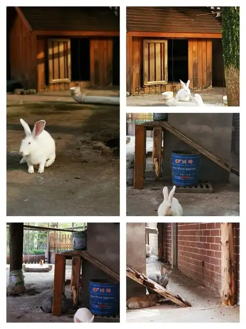 清夏小满,灵羽悸动