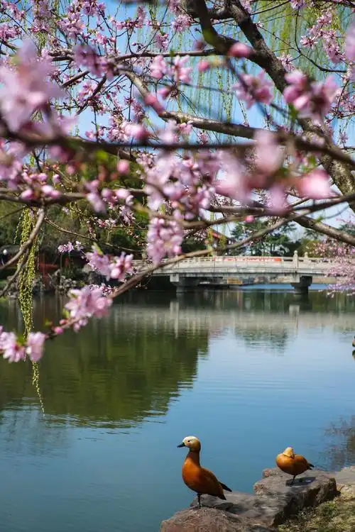 的景色 小草从土里钻出来了 街巷河畔的花笑了 春姑娘从春天的王国里