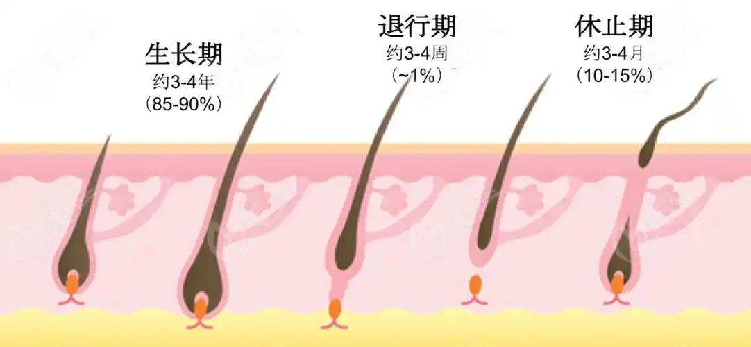 米诺地尔营养针一起使用会先掉头发,不过以后会长回来