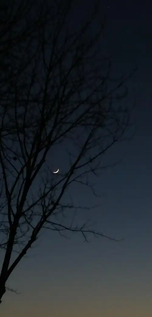 月牙挂在树梢